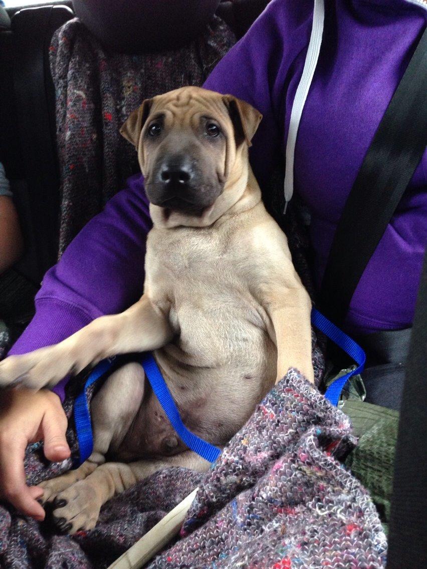 Blanding af racer Cody billede 11