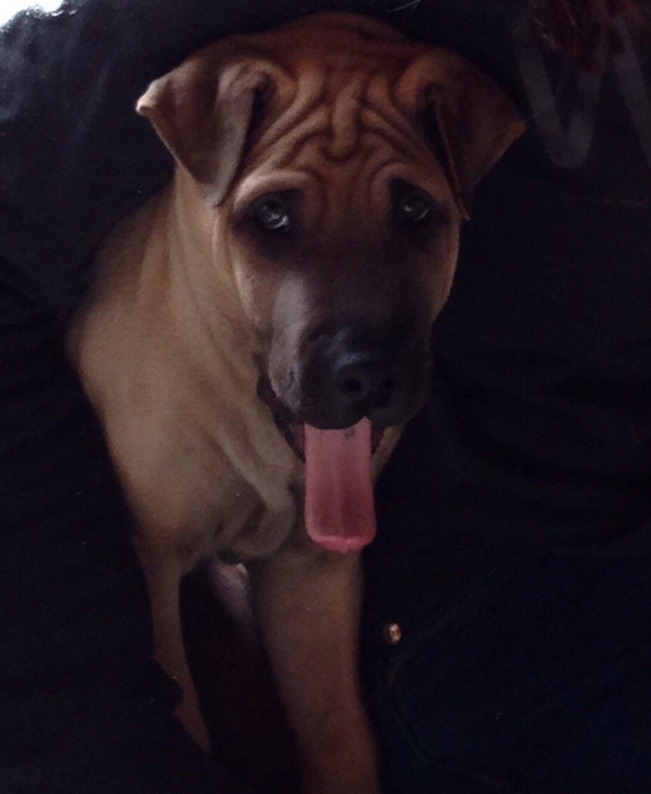 Blanding af racer Cody billede 12