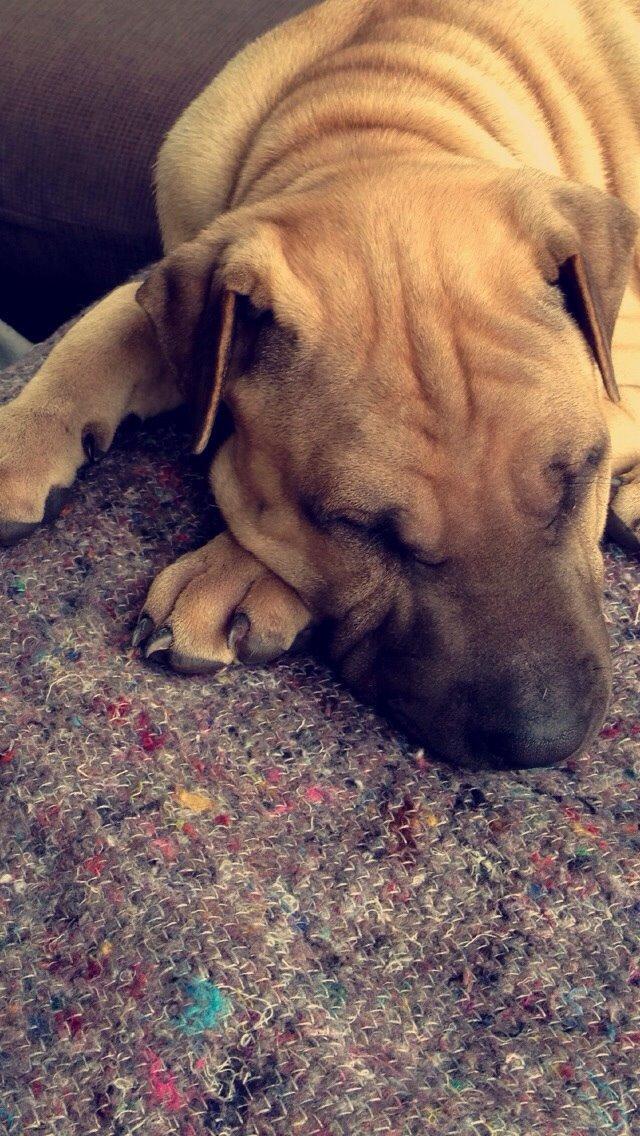 Blanding af racer Cody billede 13