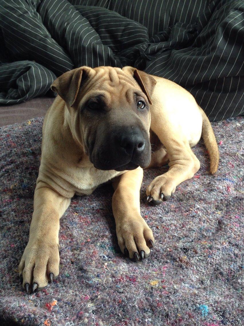 Blanding af racer Cody billede 14