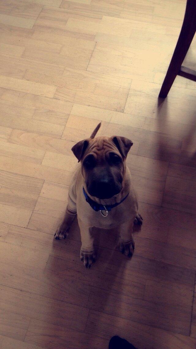 Blanding af racer Cody billede 15