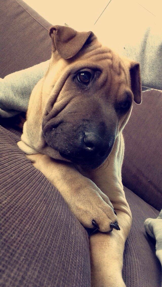 Blanding af racer Cody billede 16