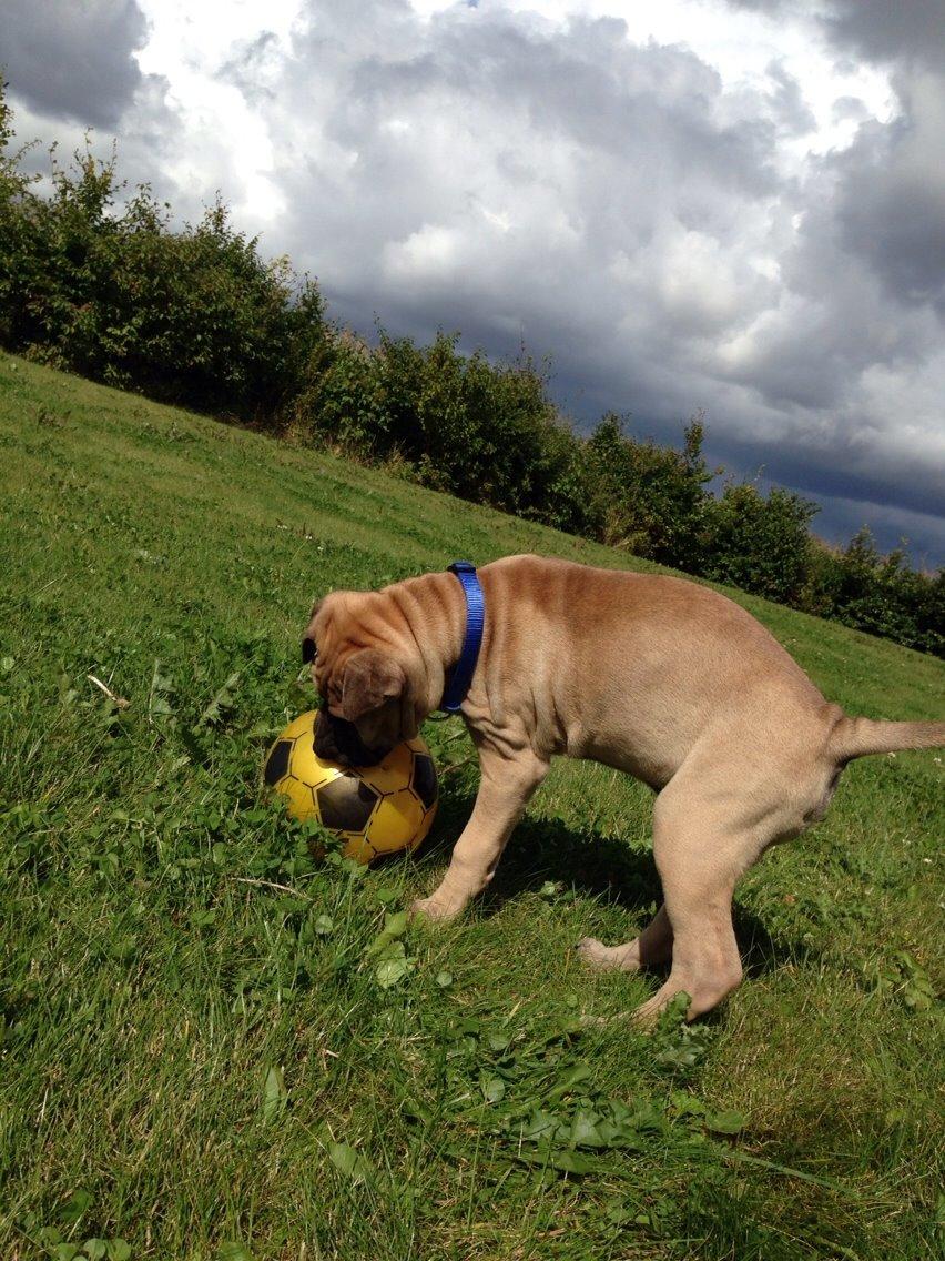 Blanding af racer Cody billede 18