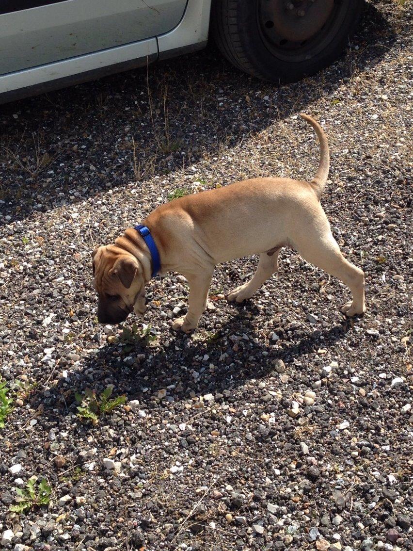 Blanding af racer Cody billede 17