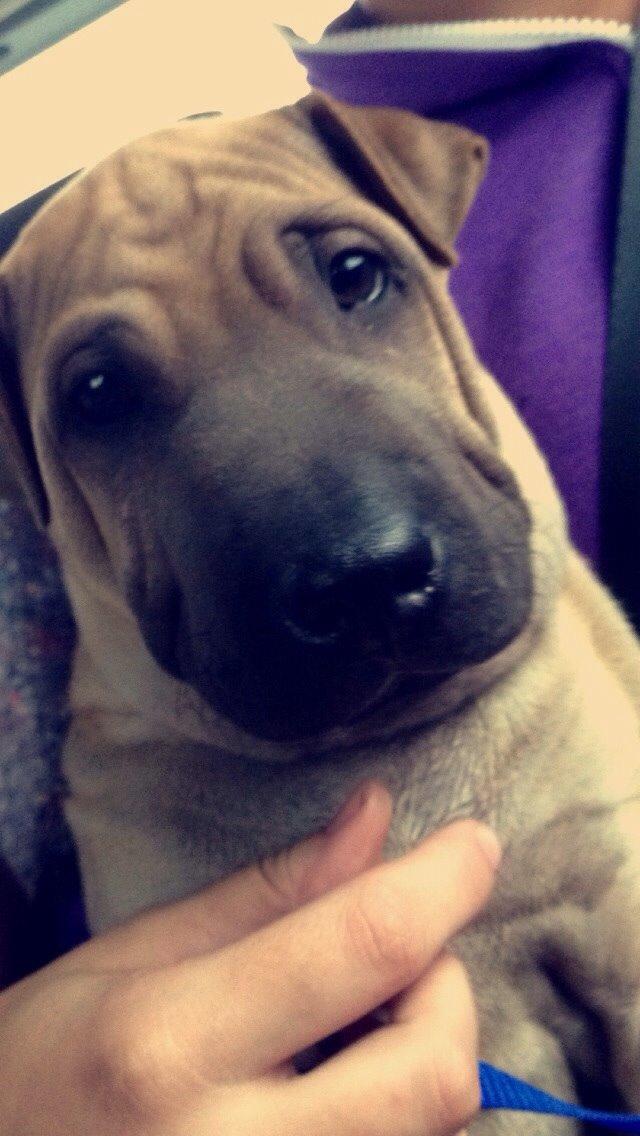 Blanding af racer Cody billede 20