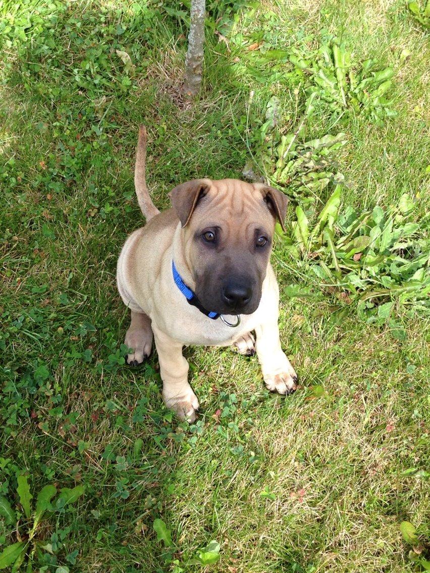 Blanding af racer Cody billede 19