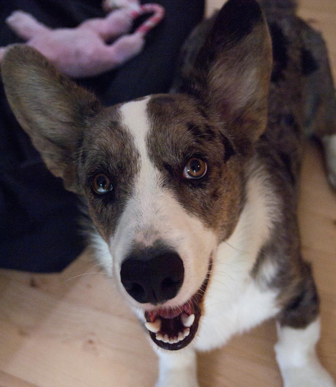 Welsh corgi cardigan Aasteds Allways Add Bubbly Blue aka. "Diesel" billede 35