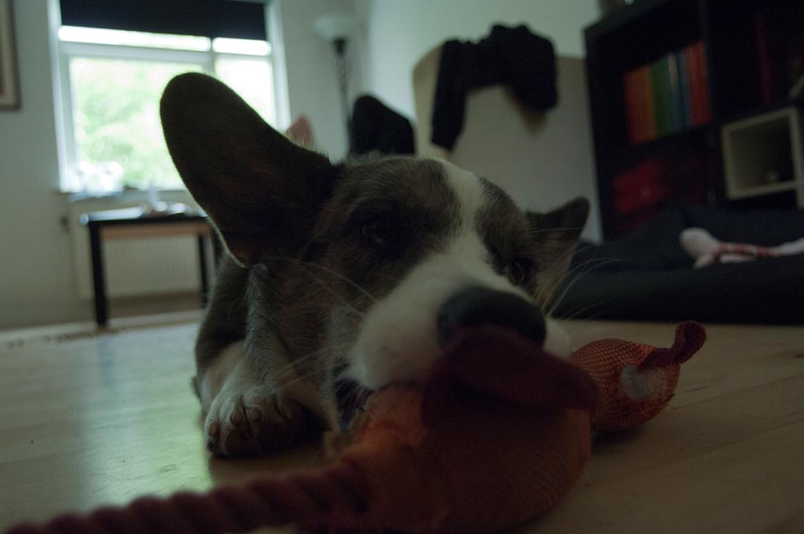 Welsh corgi cardigan Aasteds Allways Add Bubbly Blue aka. "Diesel" billede 37