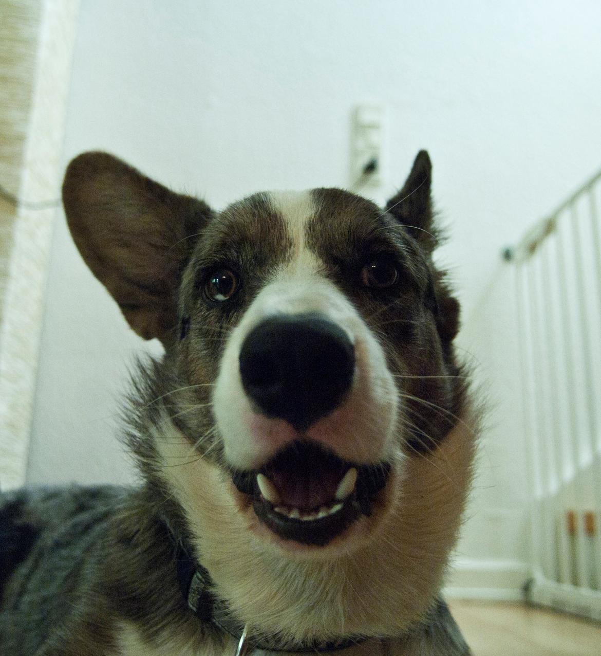 Welsh corgi cardigan Aasteds Allways Add Bubbly Blue aka. "Diesel" billede 40