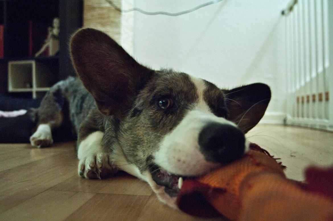 Welsh corgi cardigan Aasteds Allways Add Bubbly Blue aka. "Diesel" billede 41