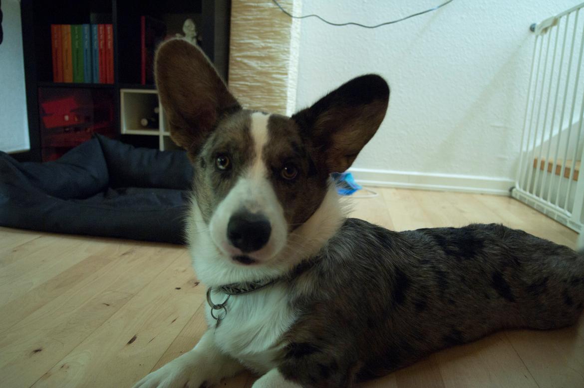 Welsh corgi cardigan Aasteds Allways Add Bubbly Blue aka. "Diesel" billede 45