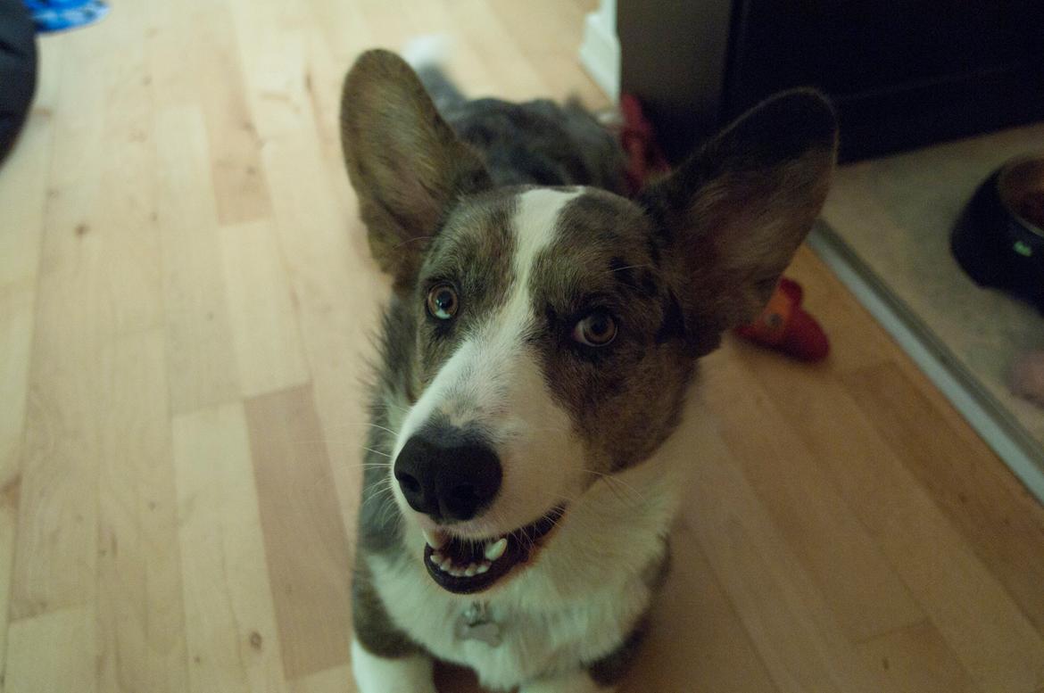 Welsh corgi cardigan Aasteds Allways Add Bubbly Blue aka. "Diesel" billede 47