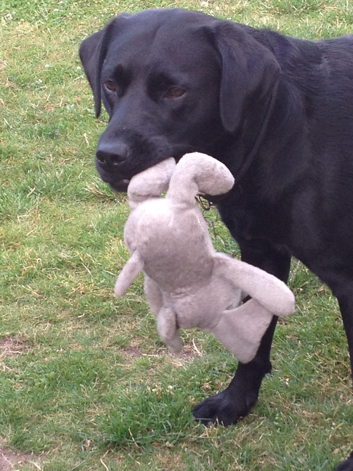 Labrador retriever Copperbirch Nobel Cody billede 2