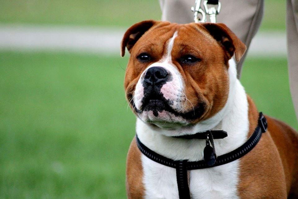 Staffordshire bull terrier Cedro *Himmelhund* Savner dig <3  billede 18