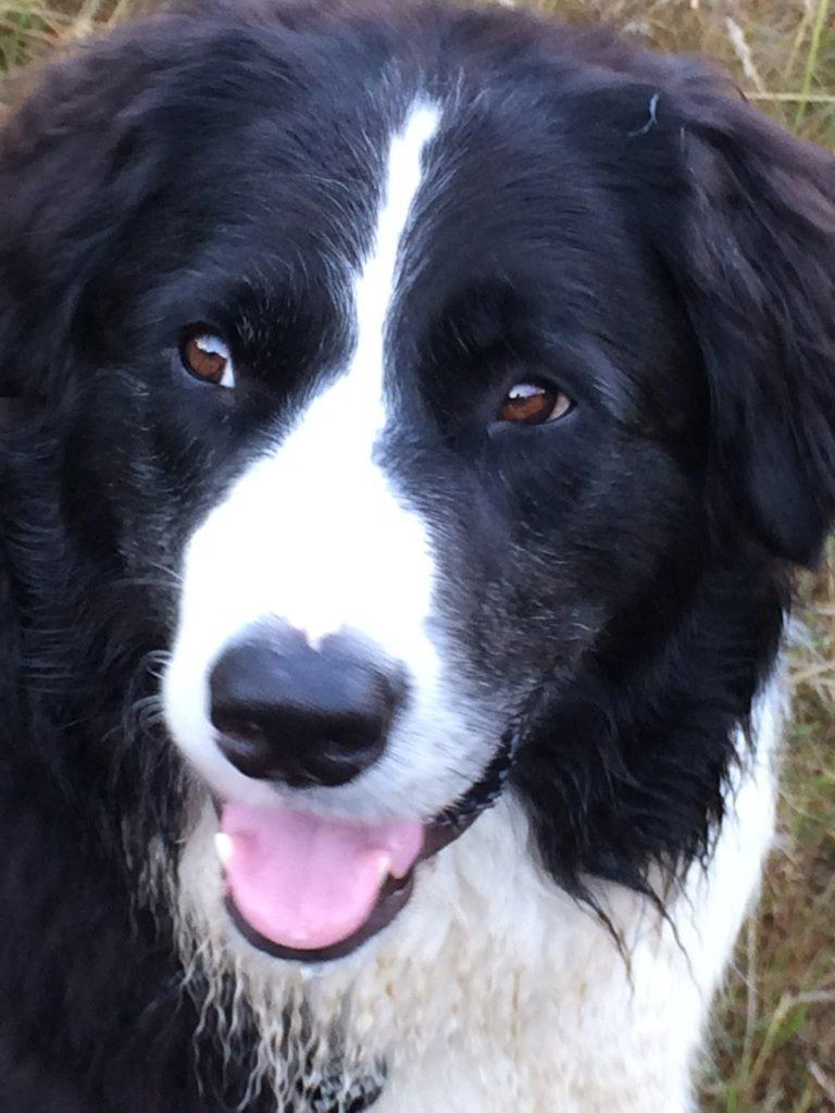 Border collie Balou - Balou byder velkommen billede 1