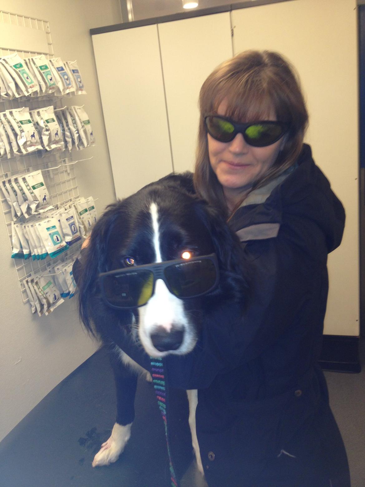 Border collie Balou - Der skal laserbehandles efter en tå-skade - og seje er vi da ;o) billede 2