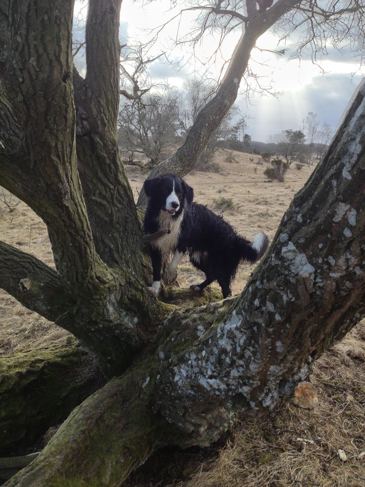 Border collie Balou - Kan hunde klatre i træer? billede 3