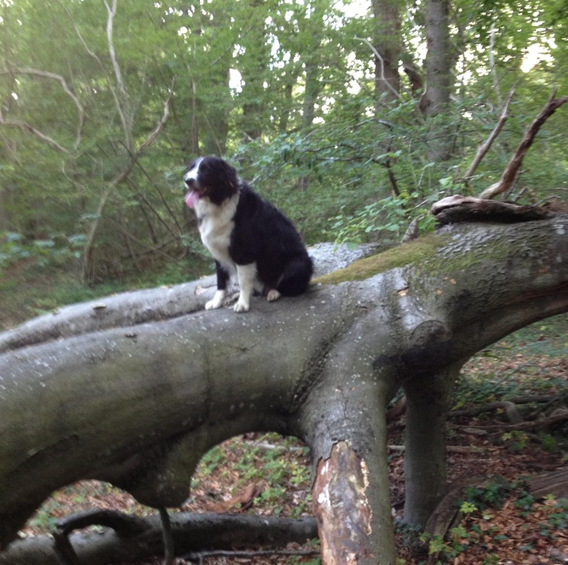 Border collie Balou - Ja, tilsyneladende! billede 4