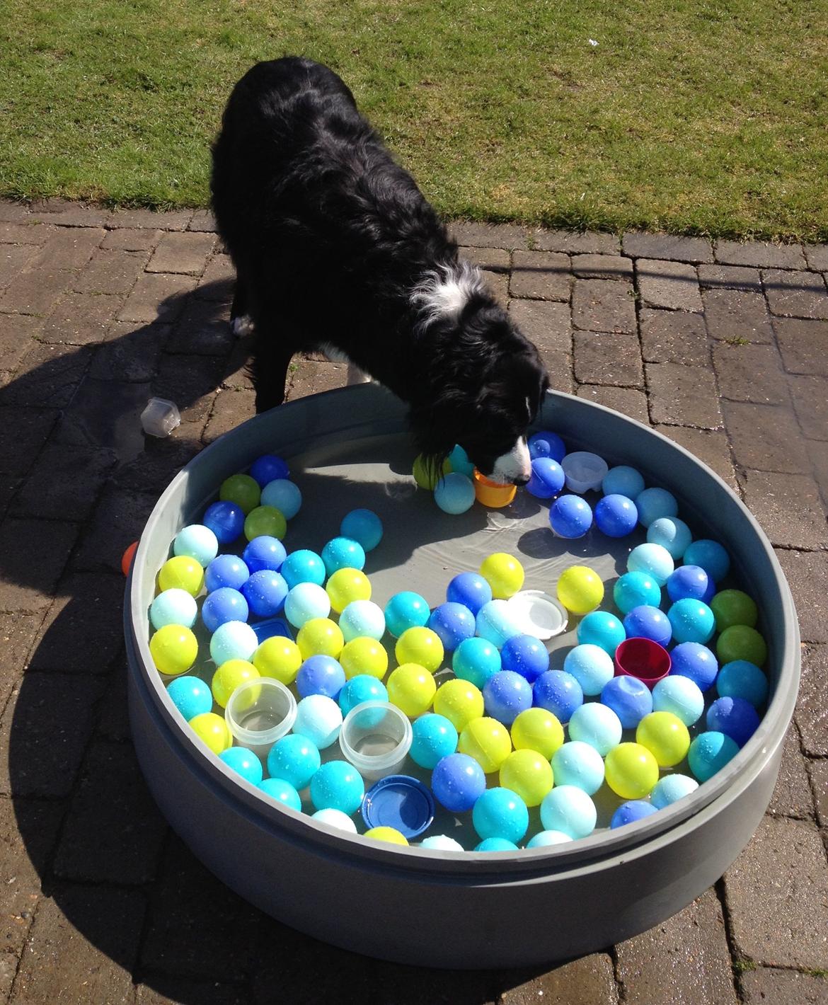 Border collie Balou - Og hvor er de godbidder så? billede 5