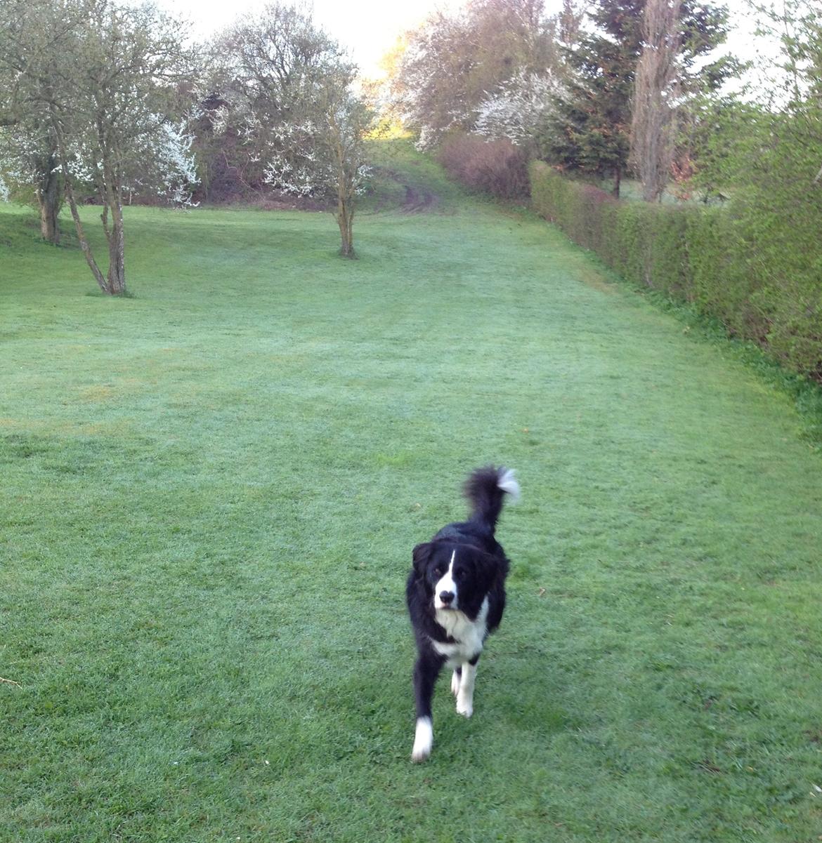 Border collie Balou - En tidlig morgen tur billede 6