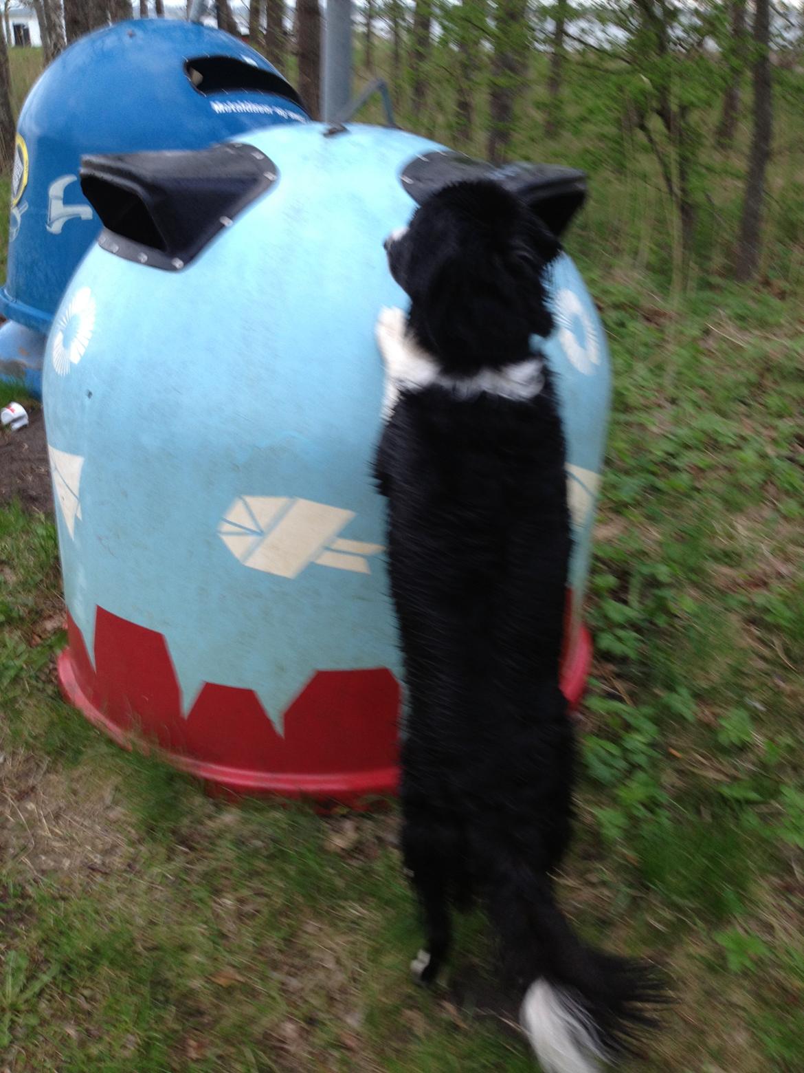 Border collie Balou - Genbrugsbevidst hund - i med hundeposen billede 7