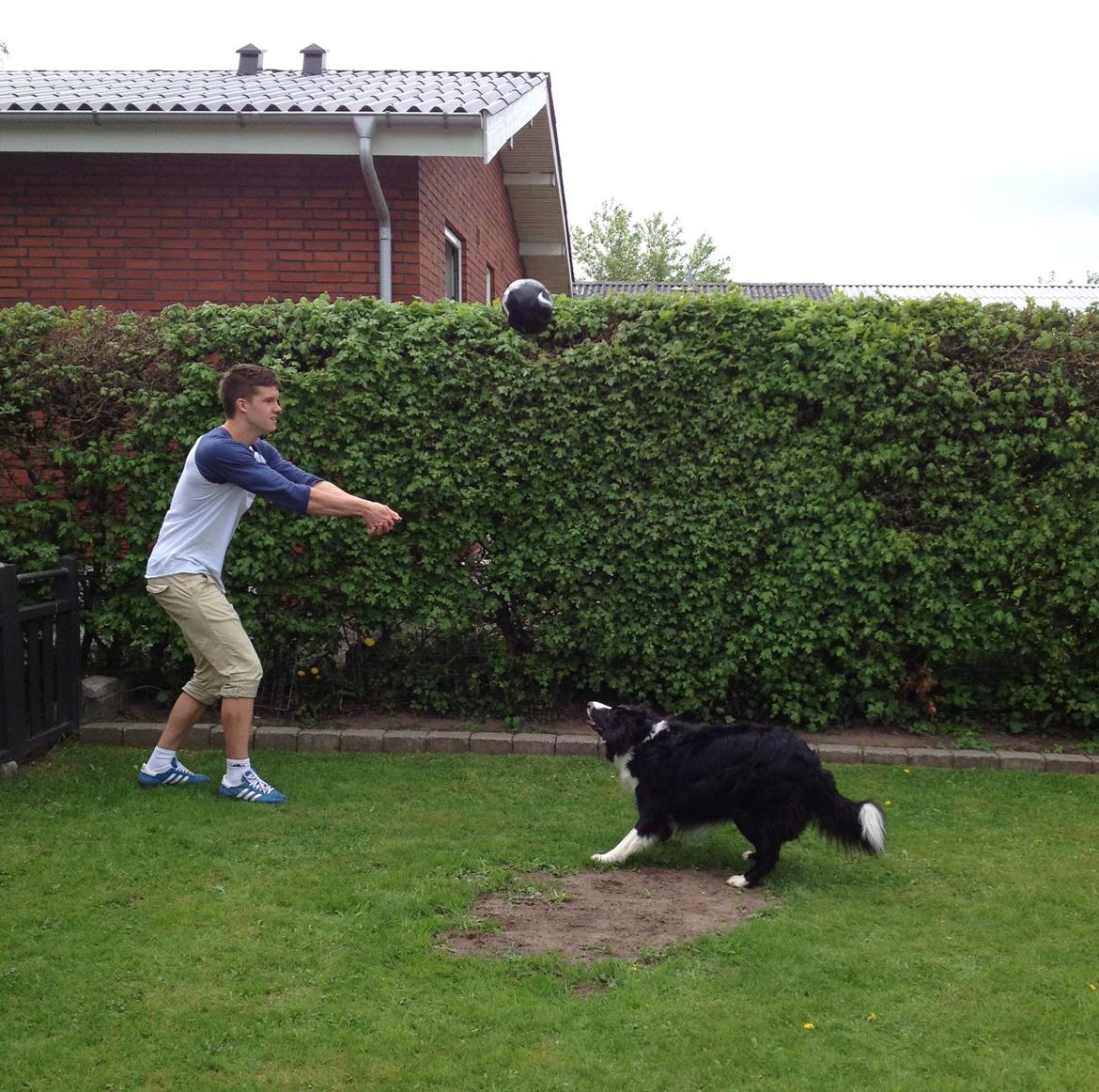 Border collie Balou - Boldspil billede 10