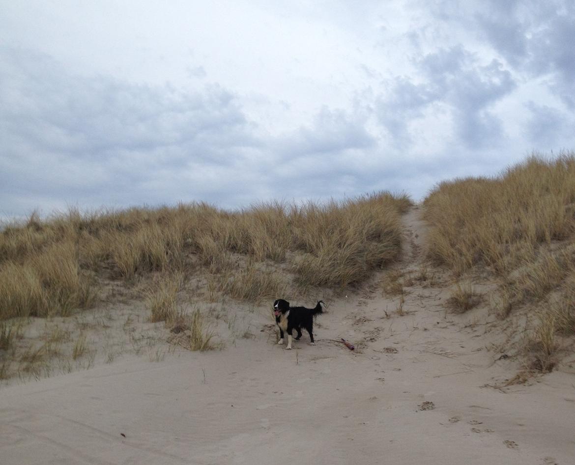 Border collie Balou - På stranden billede 8