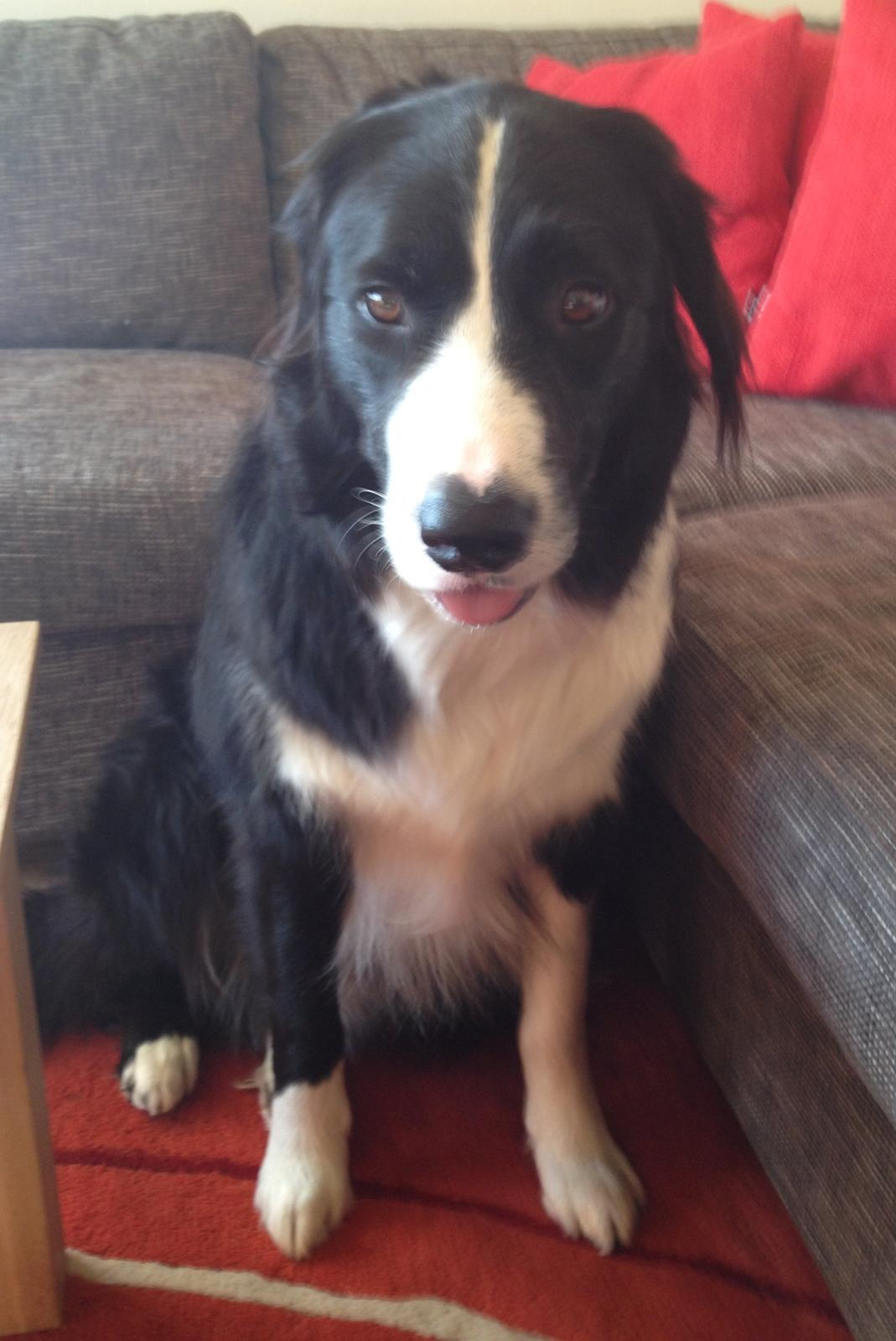 Border collie Balou - Sagde du i bad!? billede 9