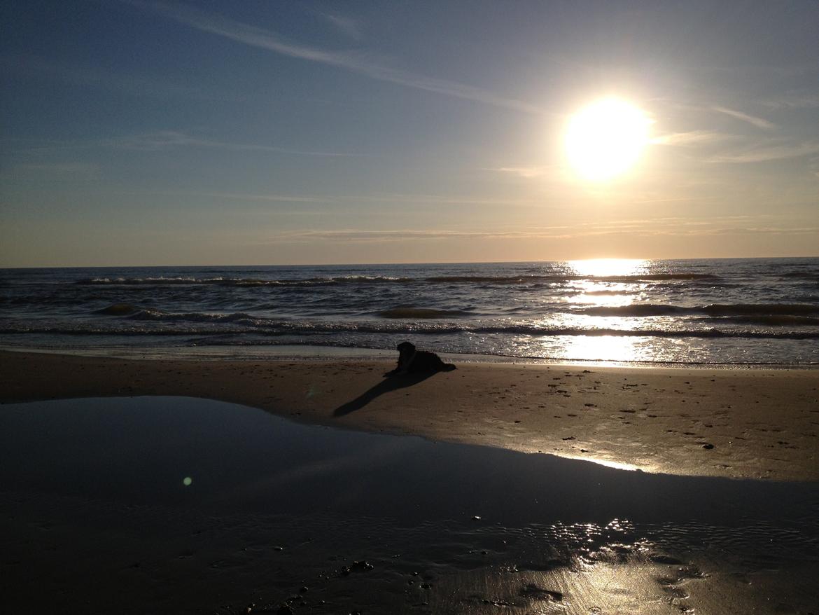 Border collie Balou - Posering ved Vesterhavet billede 11