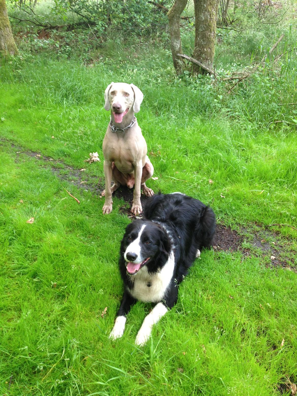 Border collie Balou - Flotte fyre - Balou og Dart billede 14