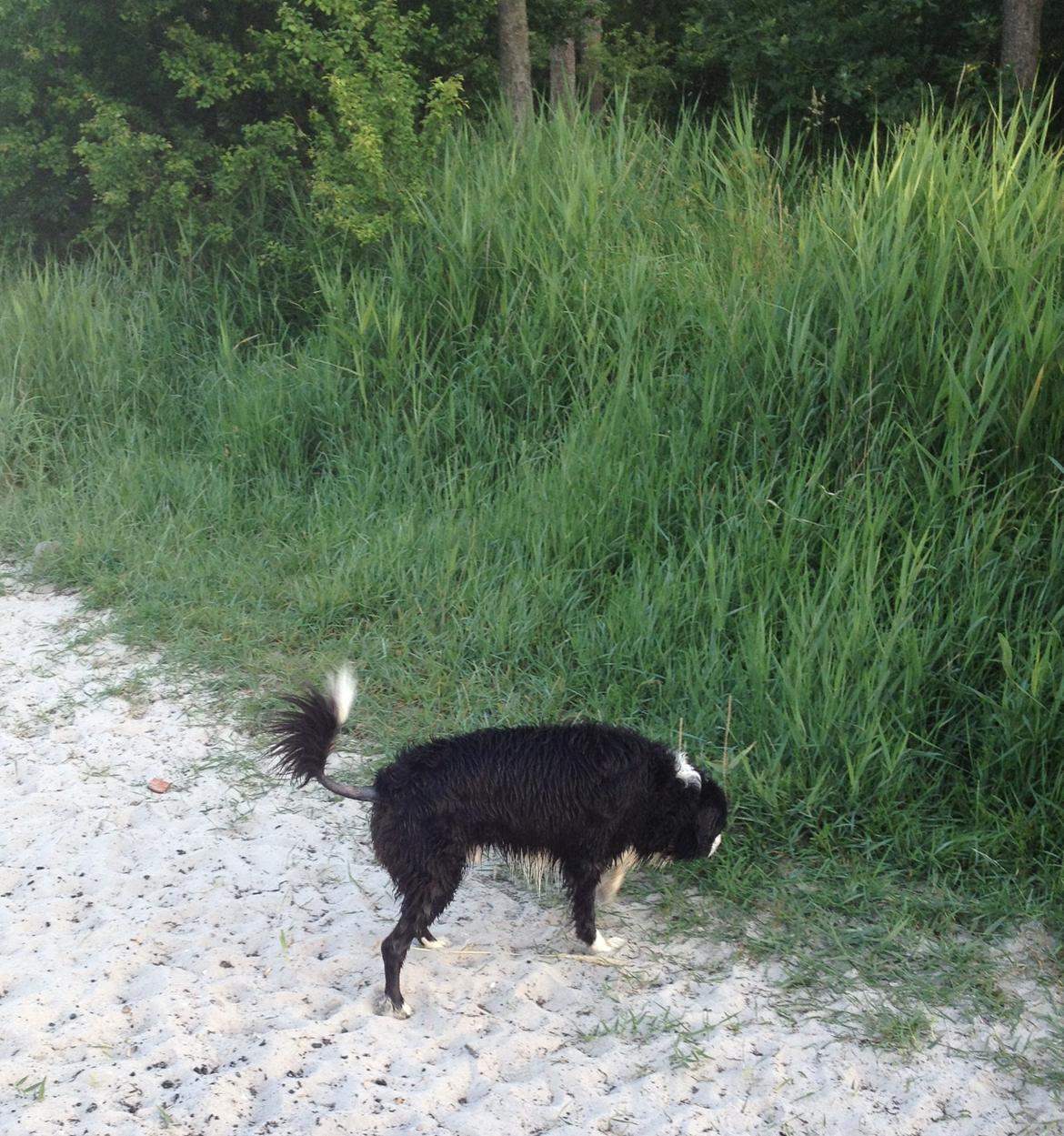 Border collie Balou - Nu med "rottehale" efter en stafylokokinfektion :o( billede 16