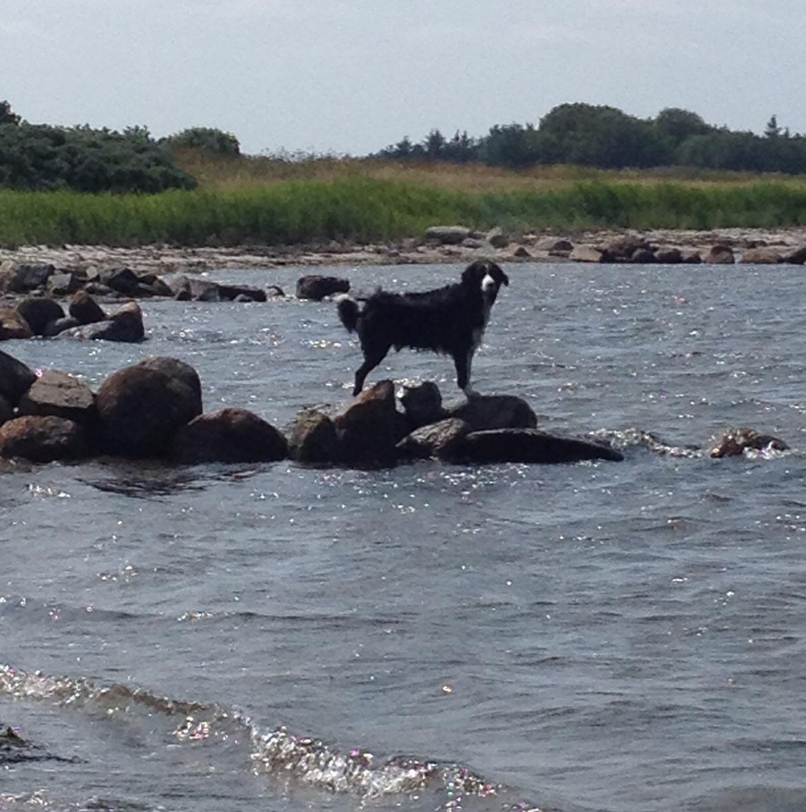 Border collie Balou - Kongen af stranden billede 17