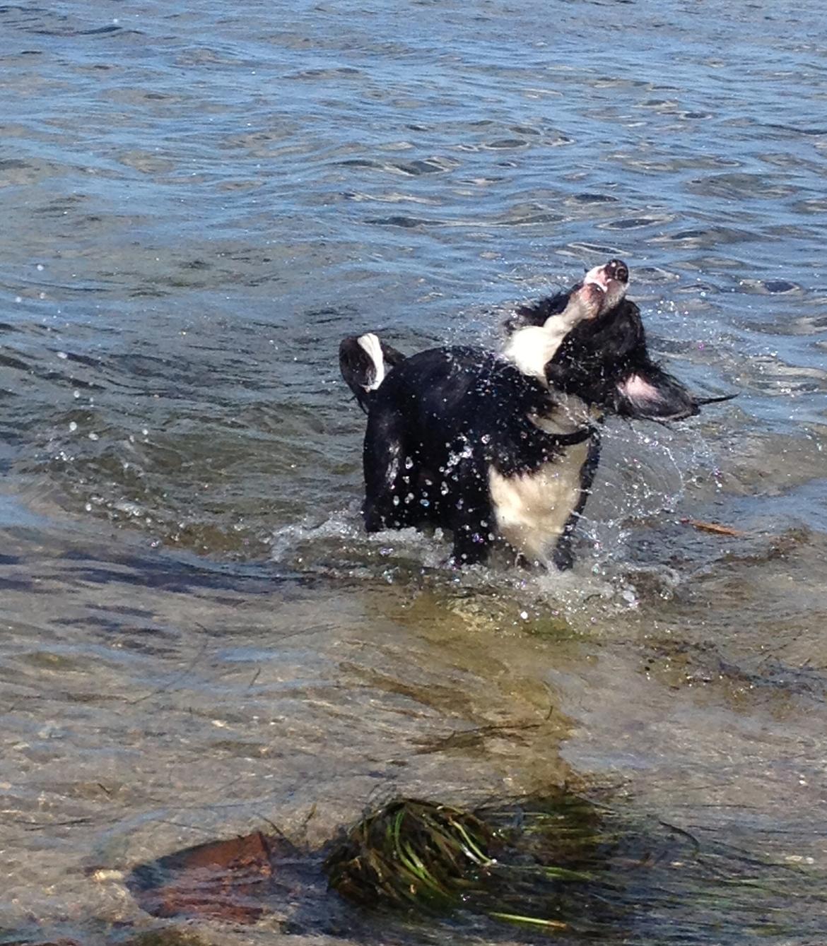 Border collie Balou - Vandhund billede 18