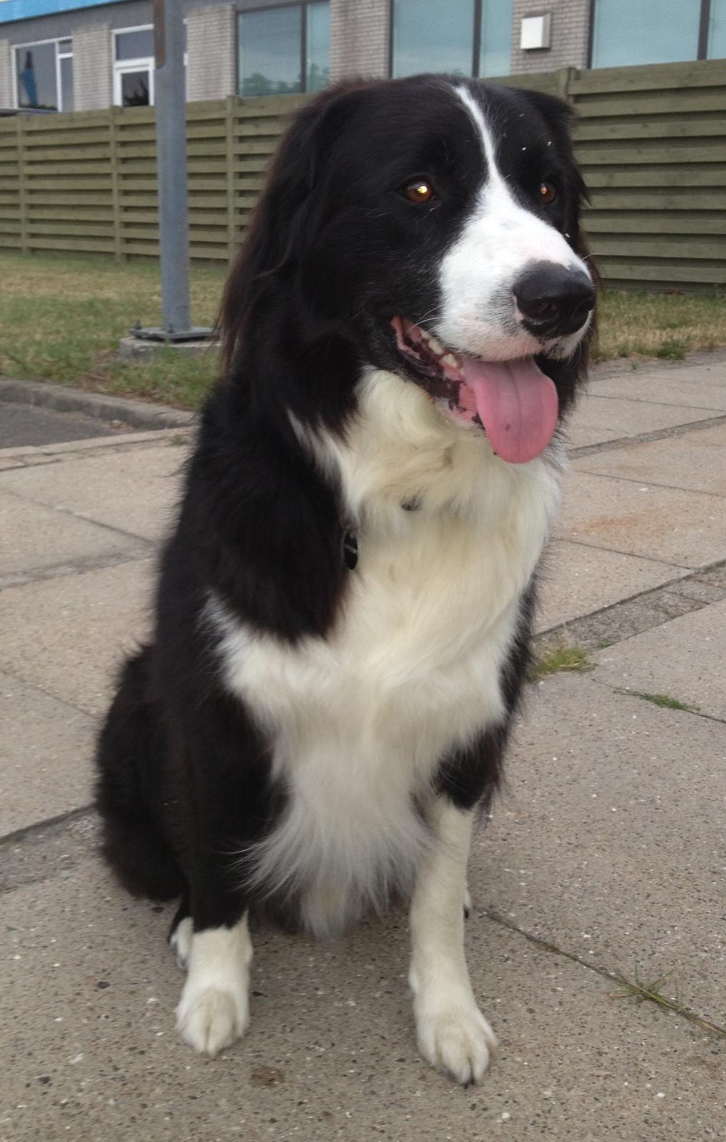 Border collie Balou - Bliv færdig mor, vi skal videre billede 20