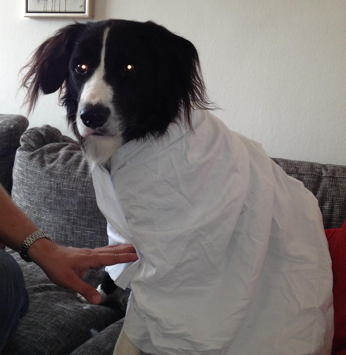 Border collie Balou - Beduin-hunden ;o) billede 21