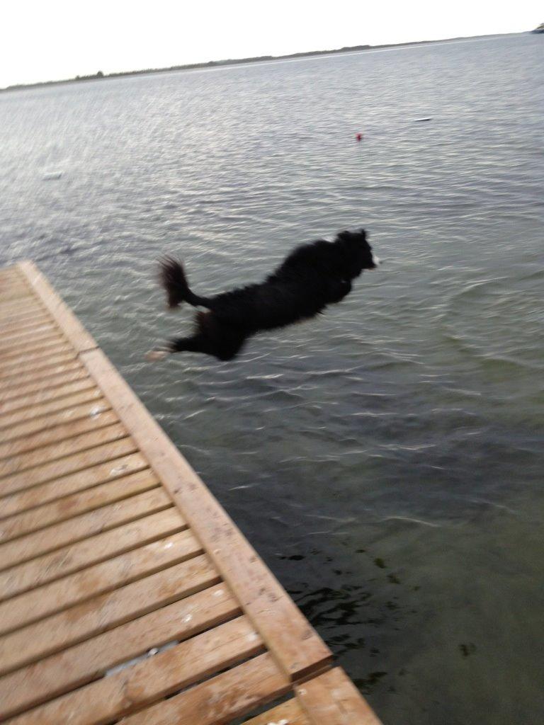 Border collie Balou - Og spring..... billede 22