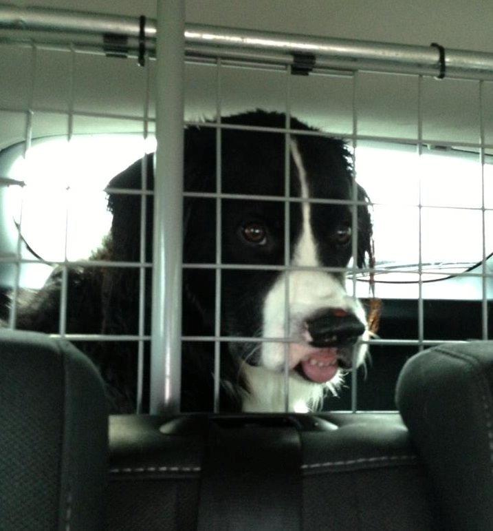 Border collie Balou - Er vi der snart? billede 23