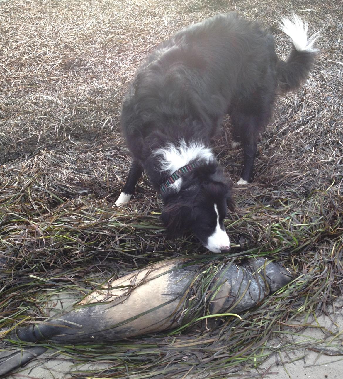 Border collie Balou - Så "mødte" vi en død sæl :o( billede 24