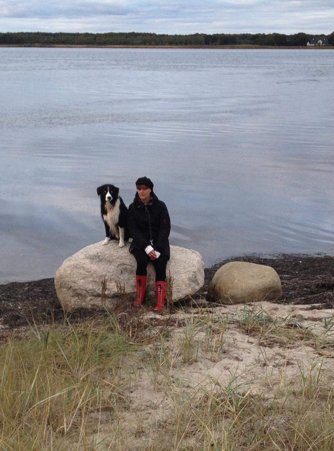 Border collie Balou - En lille pause  billede 25