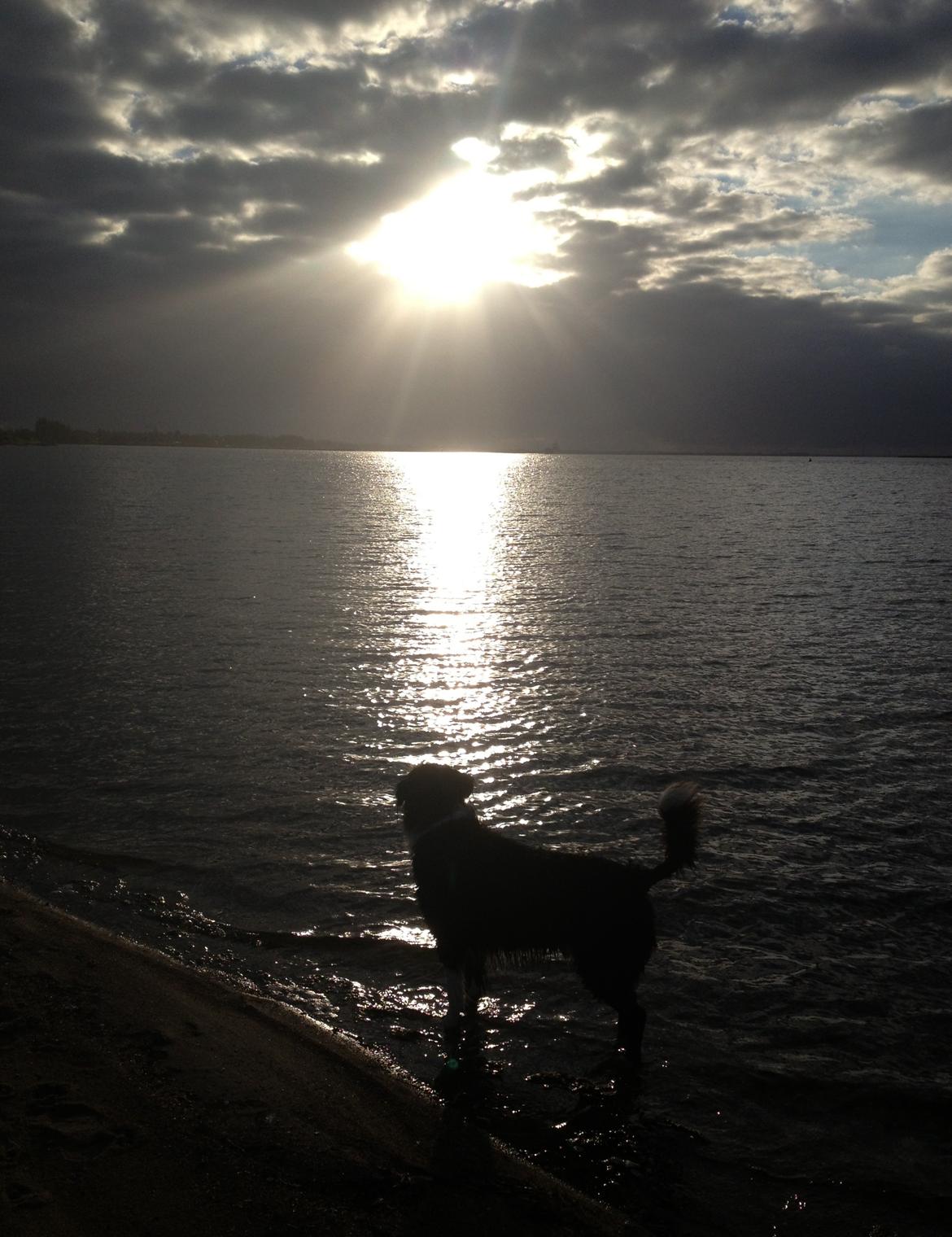 Border collie Balou - Smukt motiv billede 26