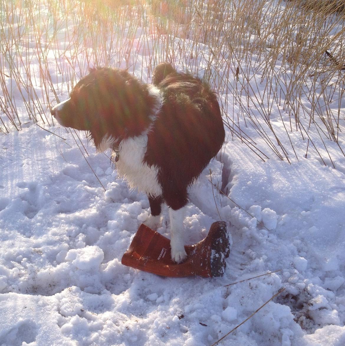 Border collie Balou - Hvor mon den anden er? billede 27