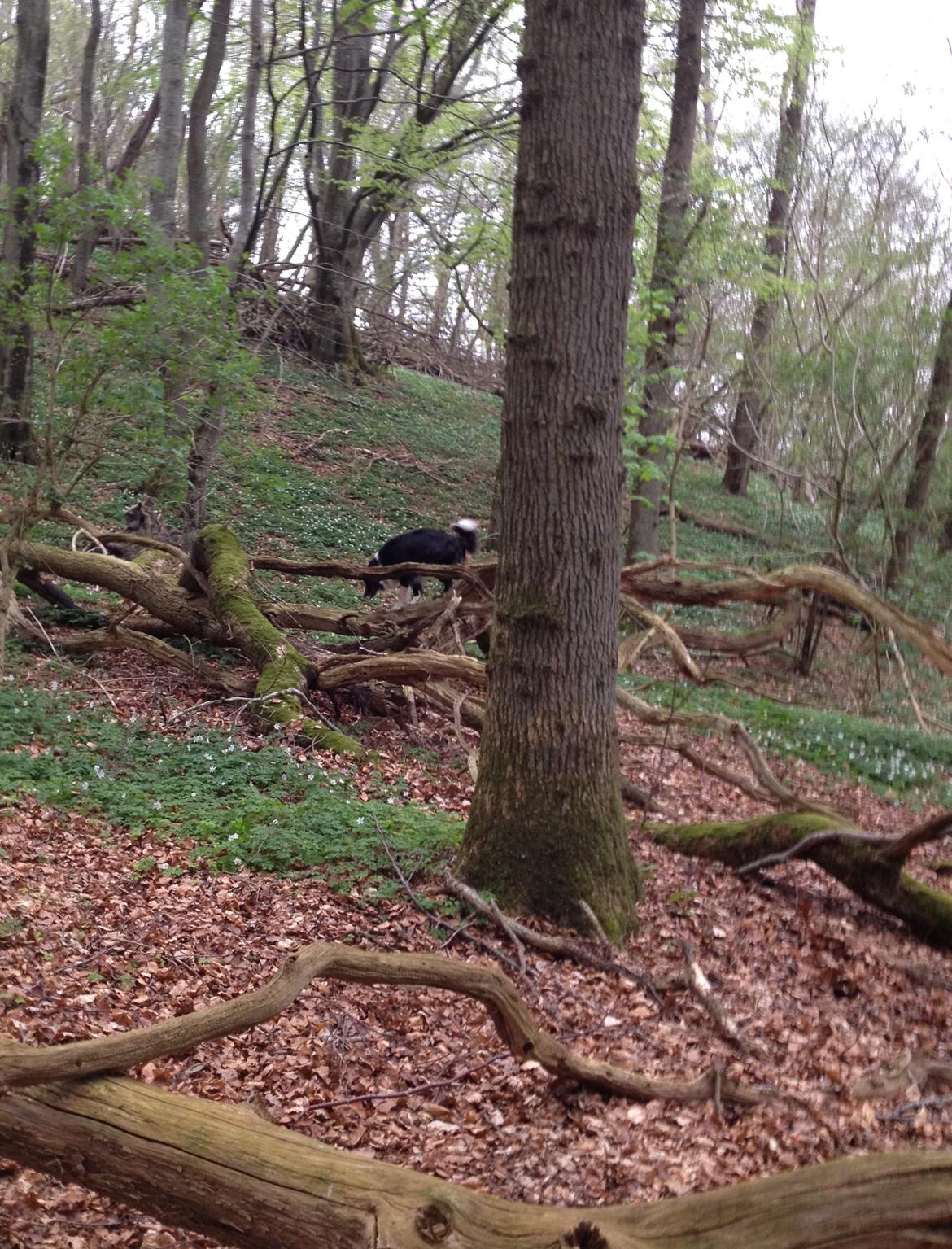 Border collie Balou - Der søges billede 28