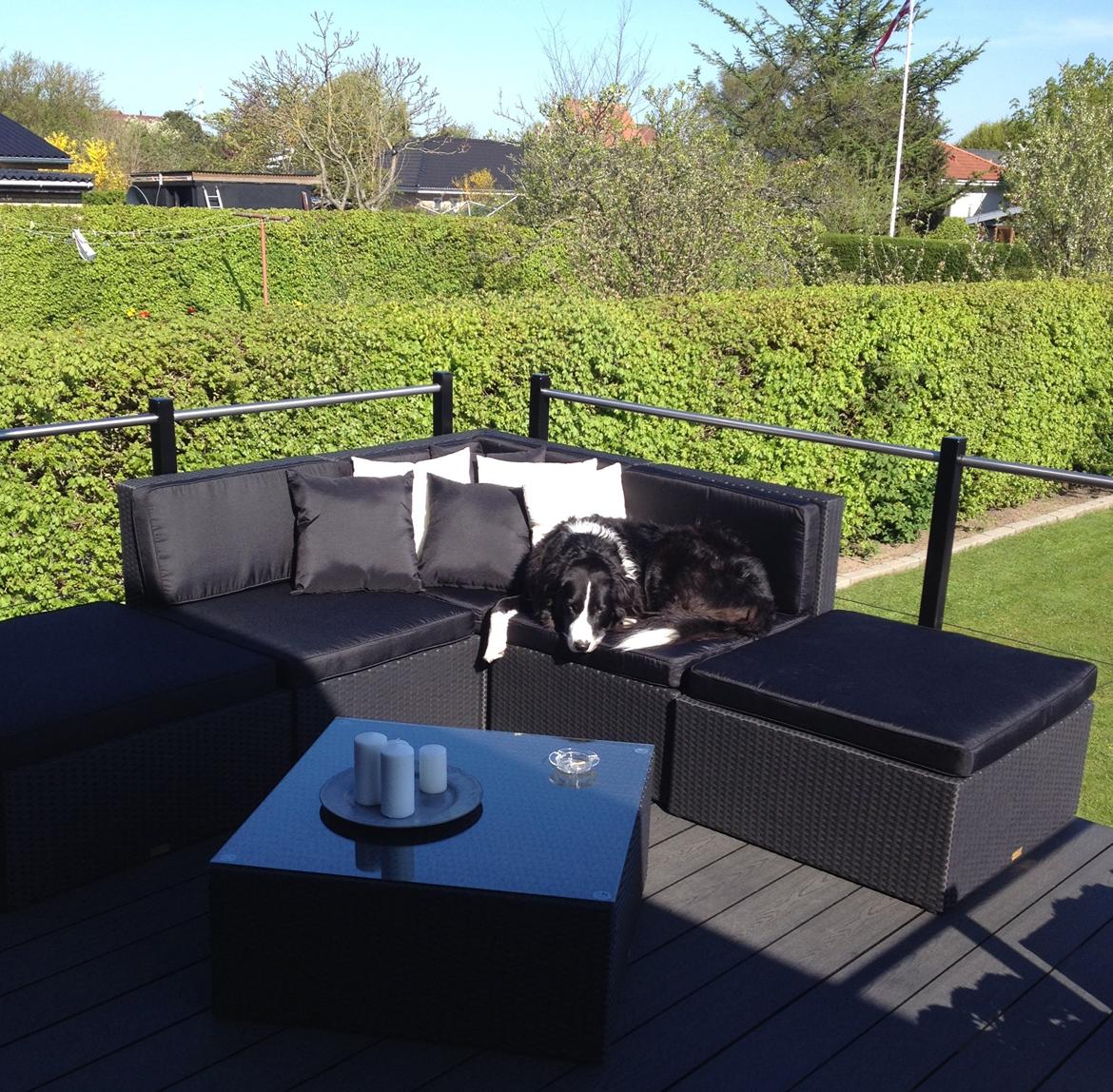 Border collie Balou - Smuksakken nyder den nye terasse billede 29
