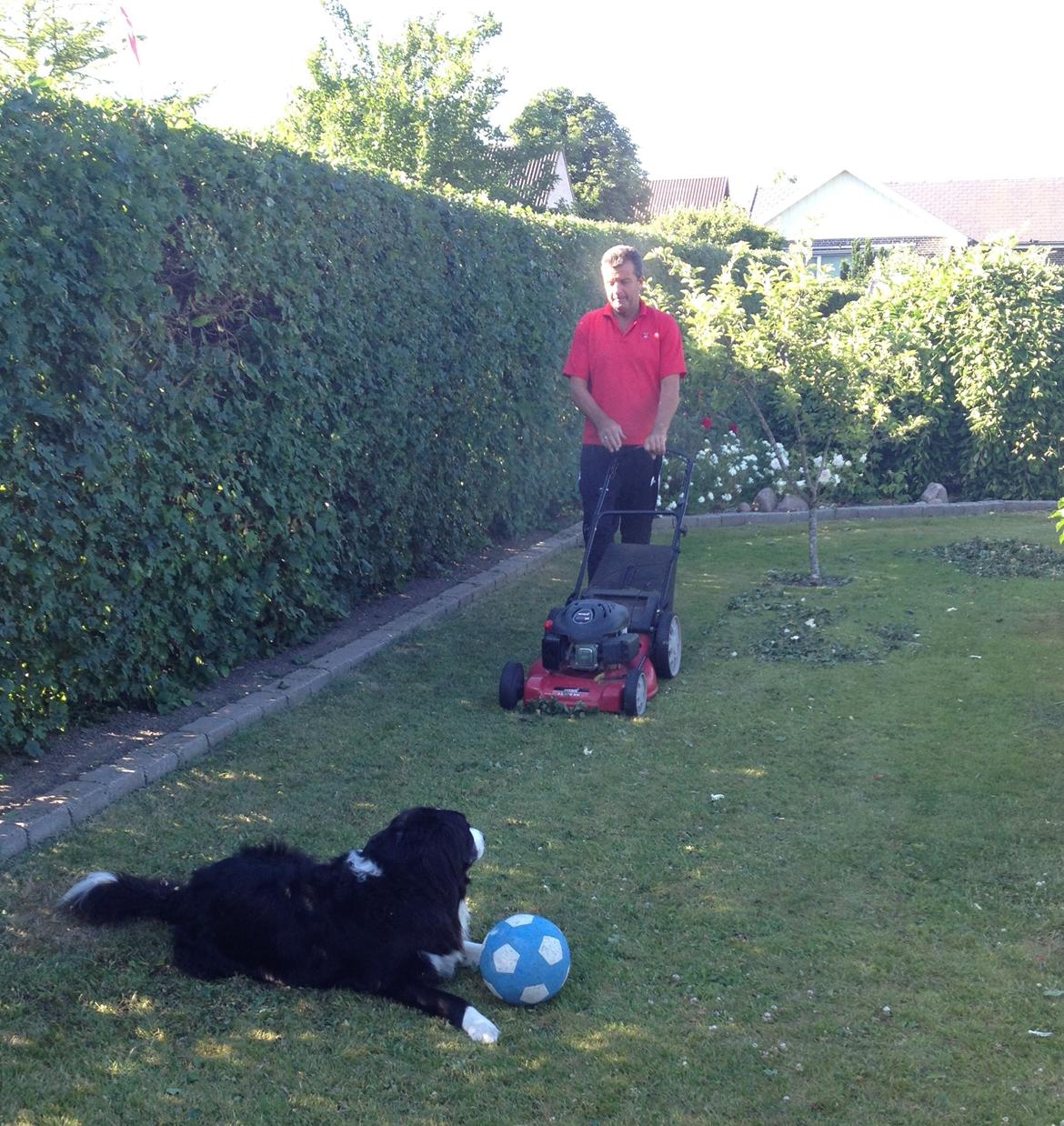 Border collie Balou - Interessekonflikt billede 30