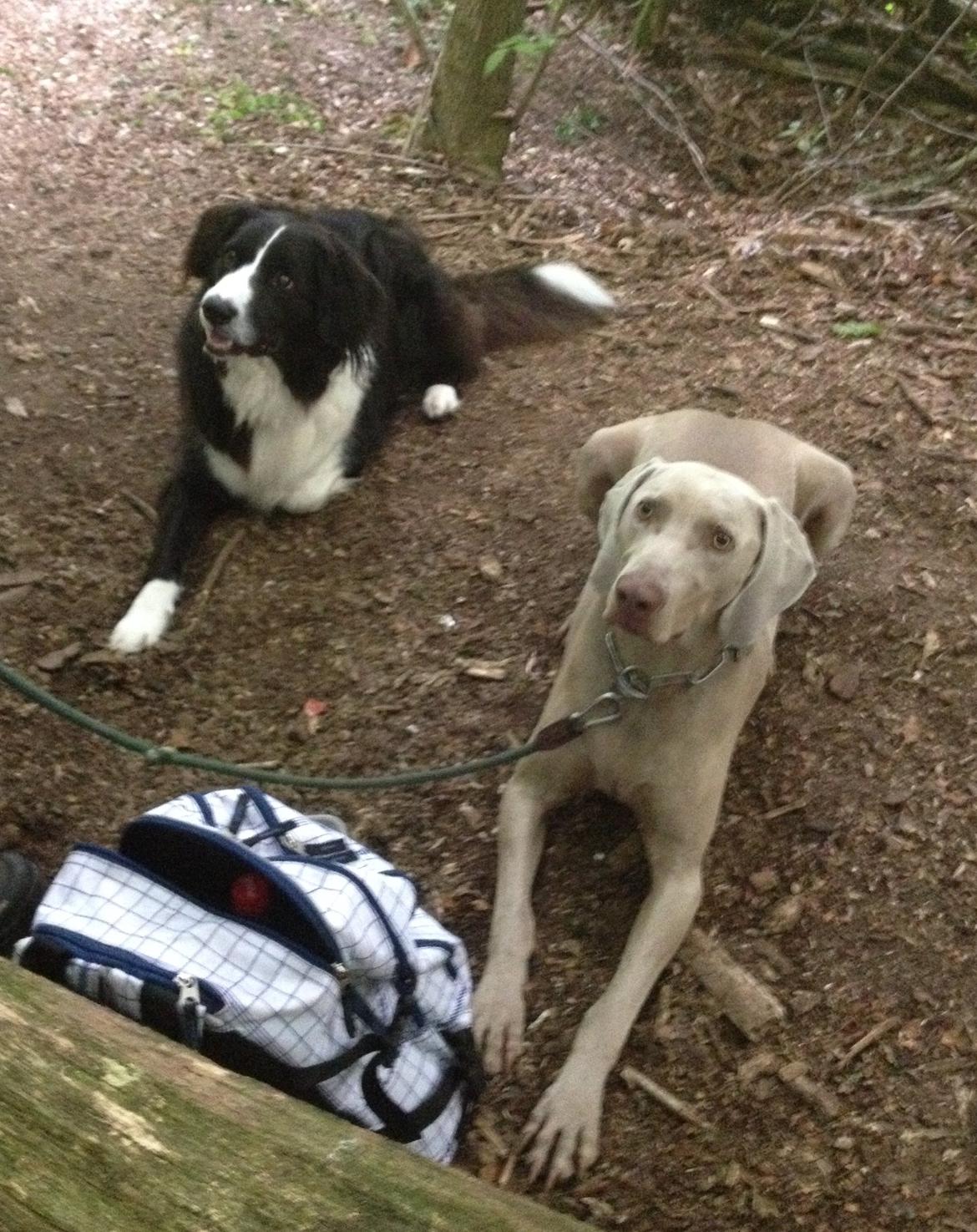 Border collie Balou - Vi er helt klar! billede 31