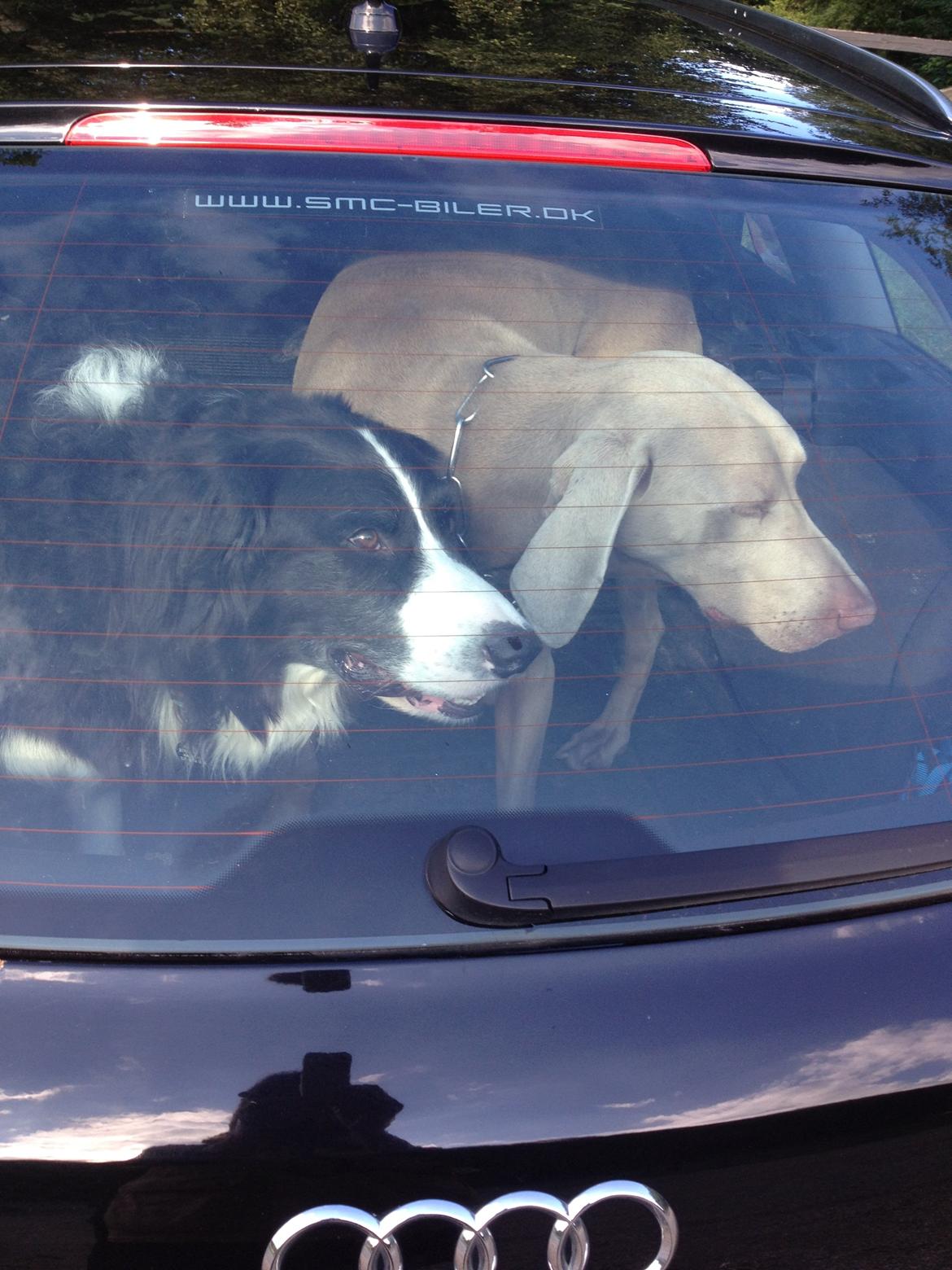 Border collie Balou - Luk os ud! billede 32