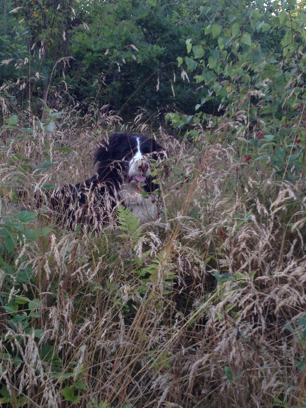 Border collie Balou - Min lille Ferdinand ;o) billede 33