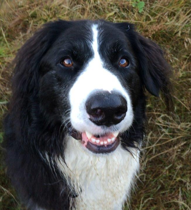 Border collie Balou - Og så får I ikke mere for den 25-øre - tak fordi I kiggede med :o) billede 34