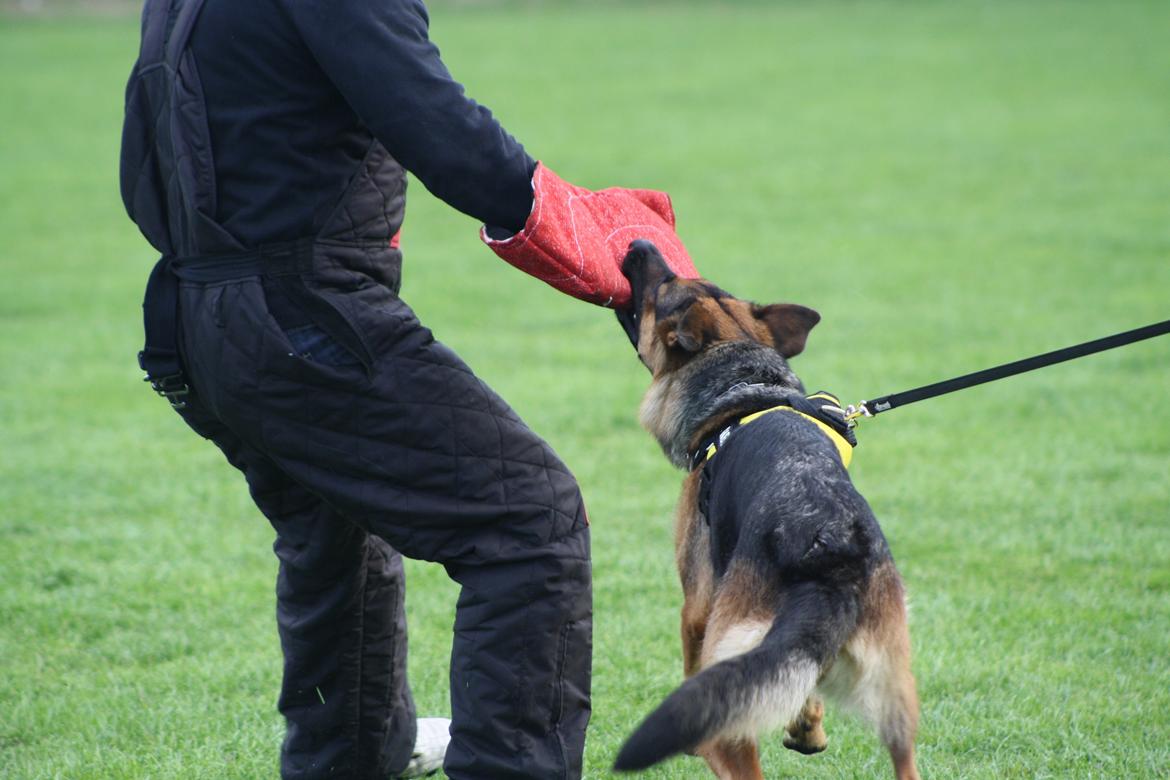 Schæferhund Kennel Djalsam's Gabbie billede 19
