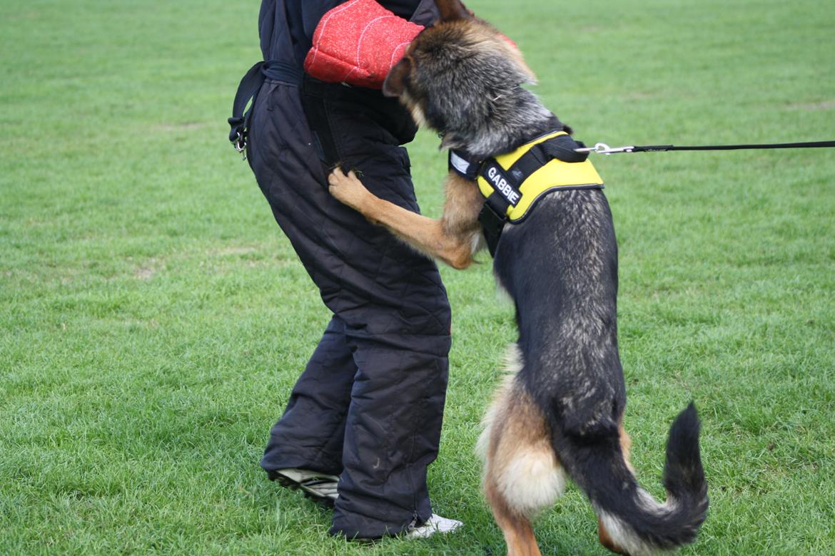 Schæferhund Kennel Djalsam's Gabbie billede 20